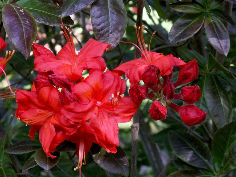 Photo of R. 'Fireglow', Evergreen Azalea Hybrid
