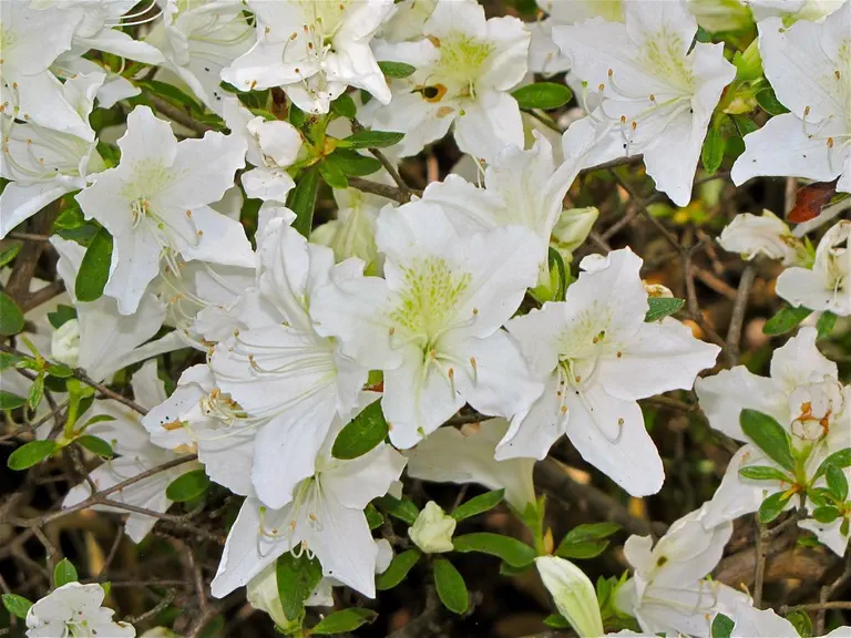 Photo of R. 'Annamaria', Evergreen Azalea Hybrid
