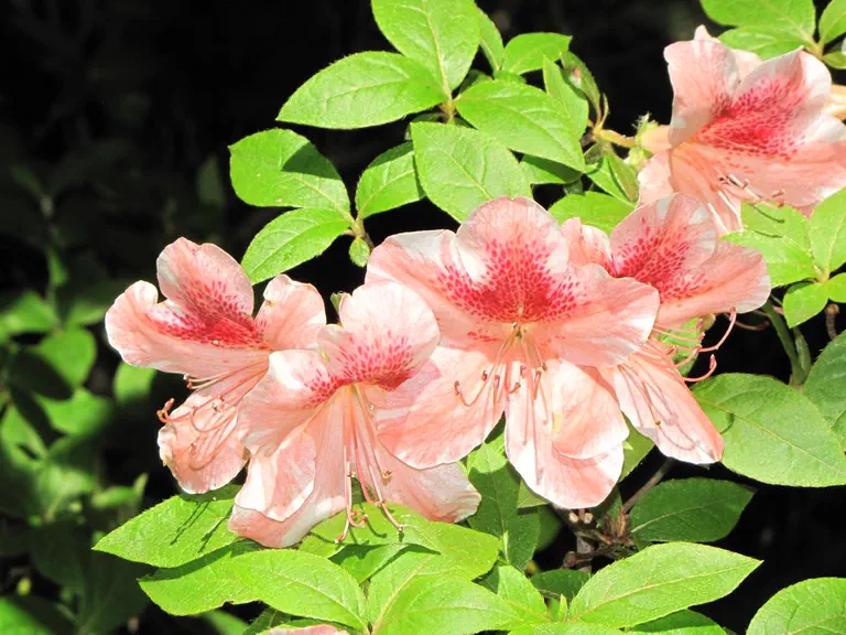 Photo of R. 'Fooey', Evergreen Azalea Hybrid
