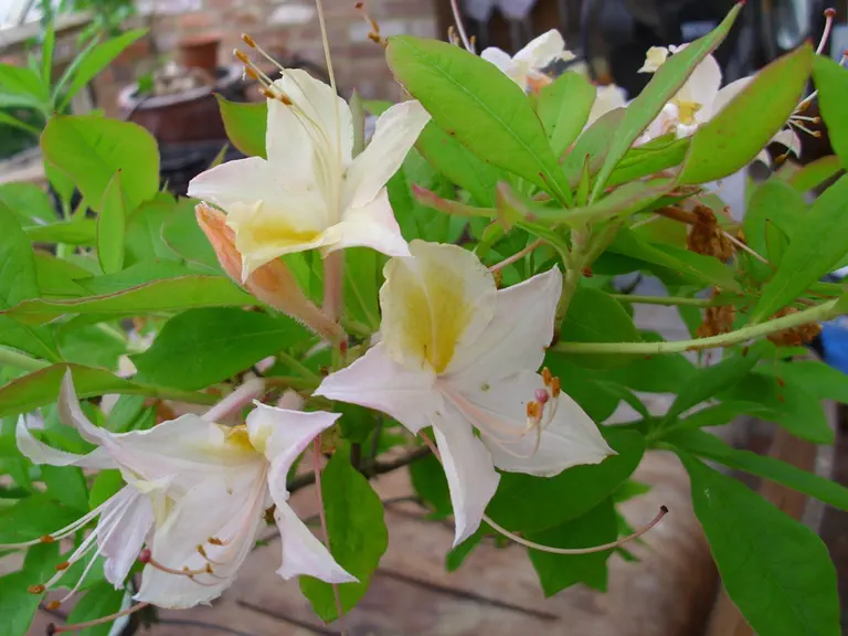 Photo of R. 'Lelia', Deciduous Azalea Hybrid