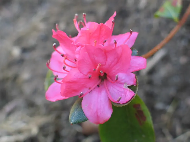 Photo of R. 'Orion', Evergreen Azalea Hybrid