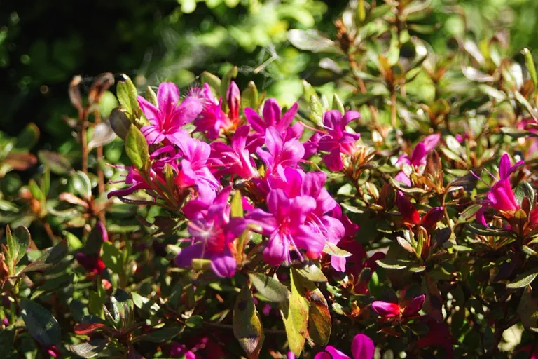 Photo of R. 'Kanpai', Azalea Hybrid