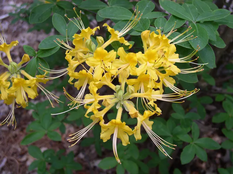 Photo of R. 'Cape Fear Gold', Deciduous Azalea Hybrid