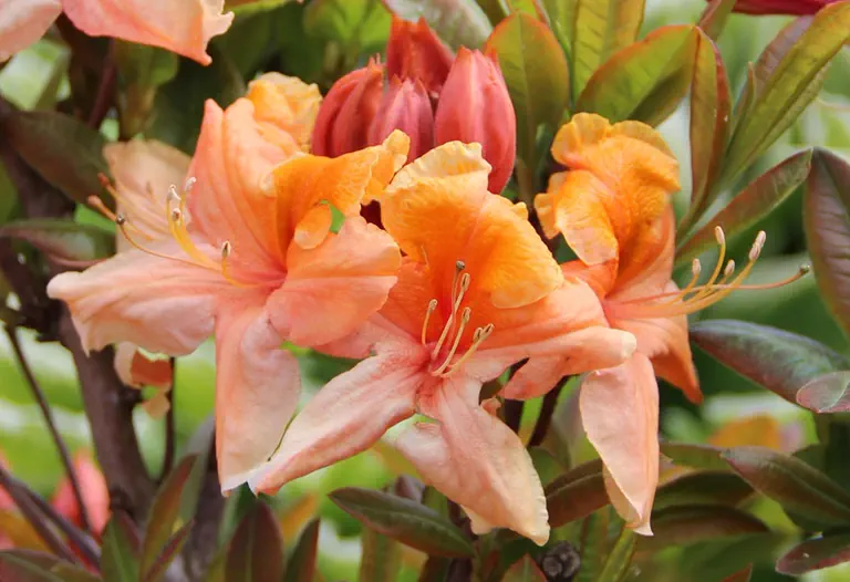 Photo of R. 'Aurora', Deciduous Azalea Hybrid