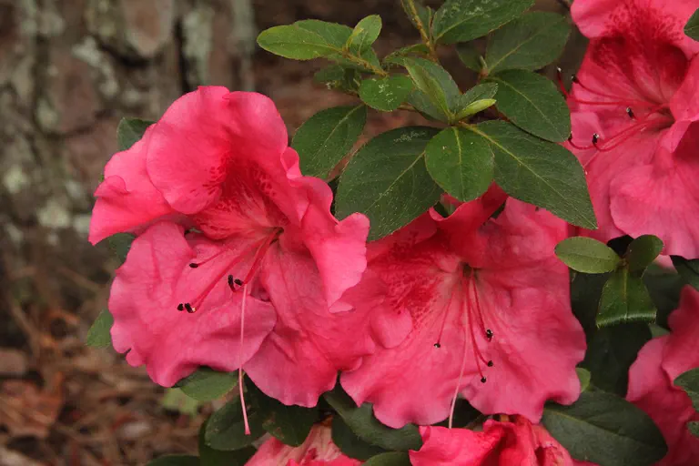 Photo of R. 'Higasa', Evergreen Azalea Hybrid
