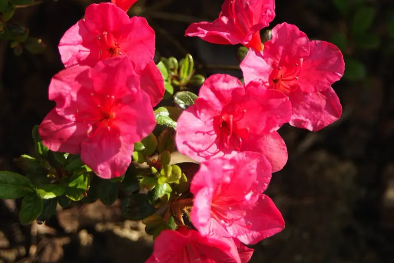 Photo of R. 'Amoena Leonardslee', Evergreen Azalea Hybrid