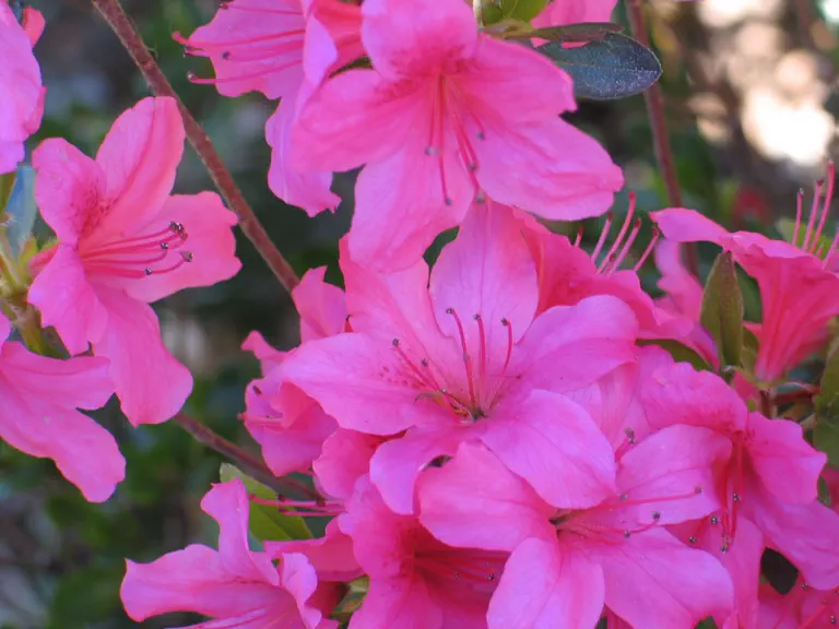 Photo of R. 'Conny', Azalea Hybrid