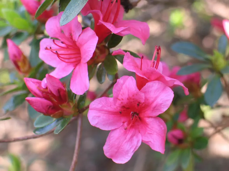 Photo of R. 'Explorer', Evergreen Azalea Hybrid