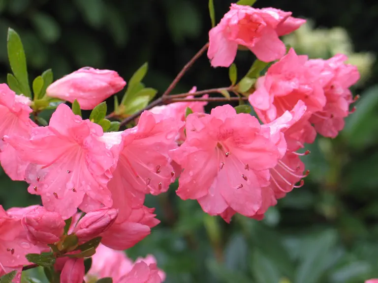 Photo of R. 'Favorite', Deciduous Azalea Hybrid