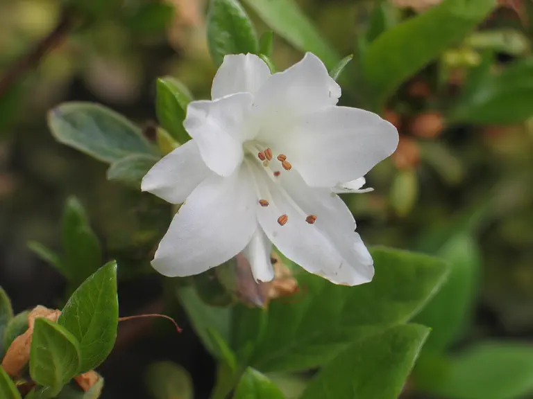 Photo of R. 'Fago no Fugi', Azalea Hybrid