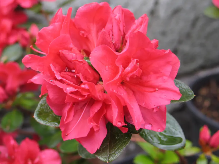 Photo of R. 'Florida', Deciduous Azalea Hybrid