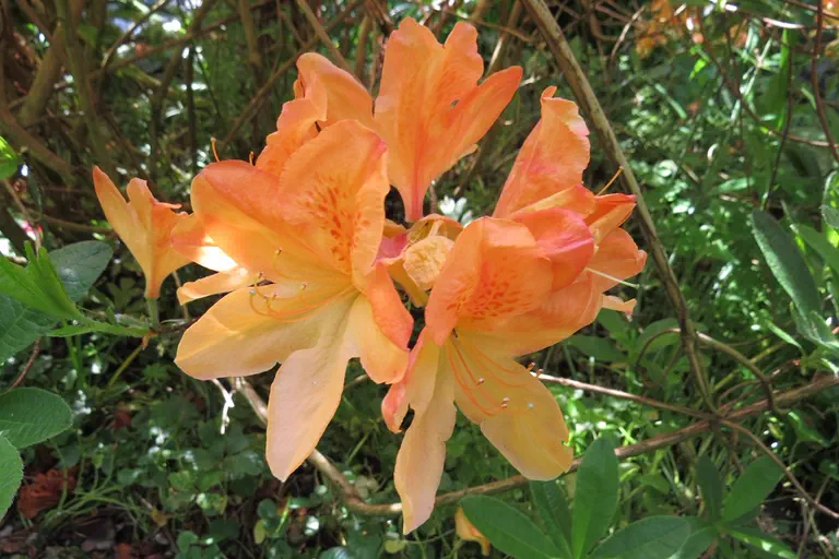 Photo of R. 'Frans van der Bom', Deciduous Azalea Hybrid