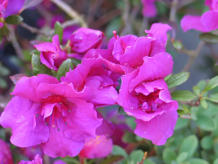 Photo of R. 'Viola', Evergreen Azalea Hybrid