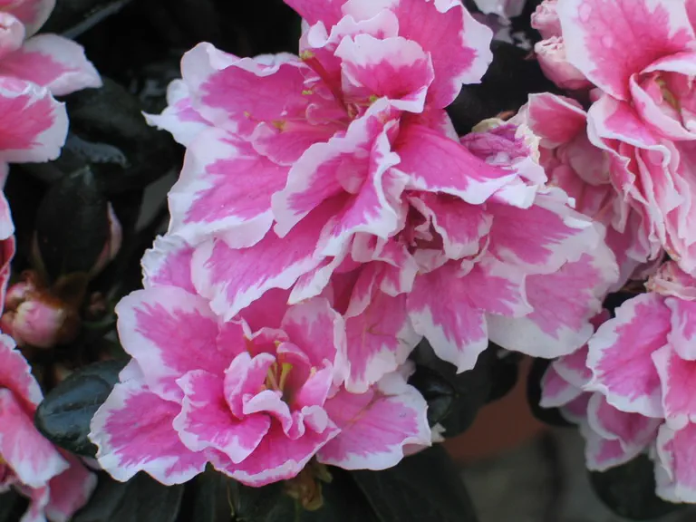 Photo of R. 'inga', Deciduous Azalea Hybrid