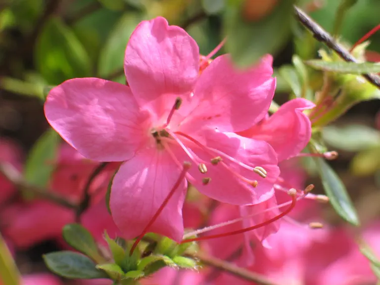 Photo of R. 'Mikado', Evergreen Azalea Hybrid