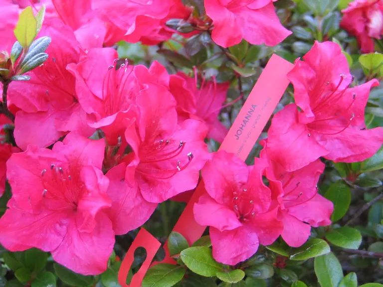 Photo of R. kaempferi 'Johanna', Evergreen Azalea Species Selection