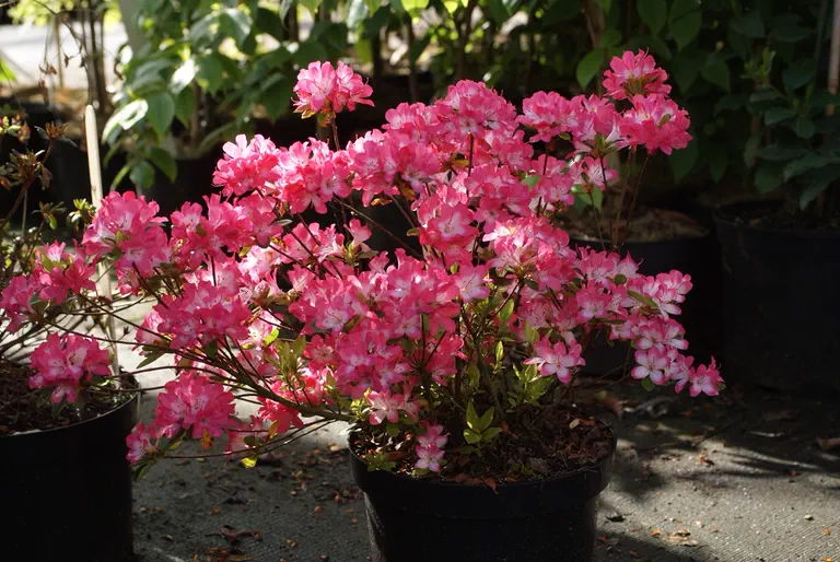 Photo of R. 'Izumi-no-mai', Evergreen Azalea Hybrid
