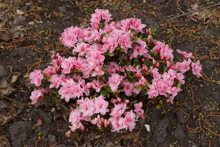 Photo of R. 'Alina', Deciduous Azalea Hybrid