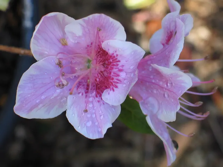 Photo of R. 'Occhio de Pernice', Azalea Hybrid