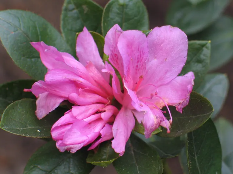 Photo of R. 'Orchid Empress', Evergreen Azalea Hybrid