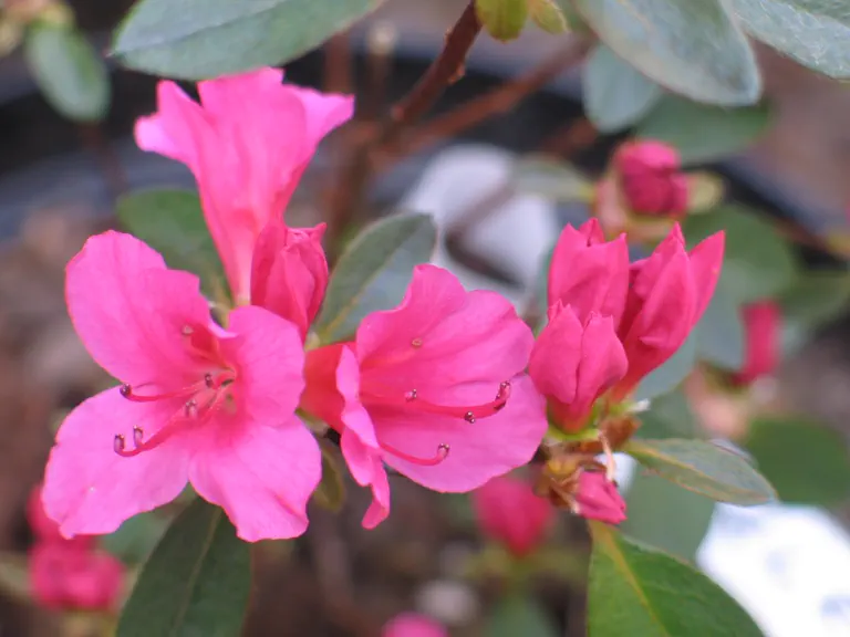 Photo of R. 'Perle d'Ambre', Azalea Hybrid