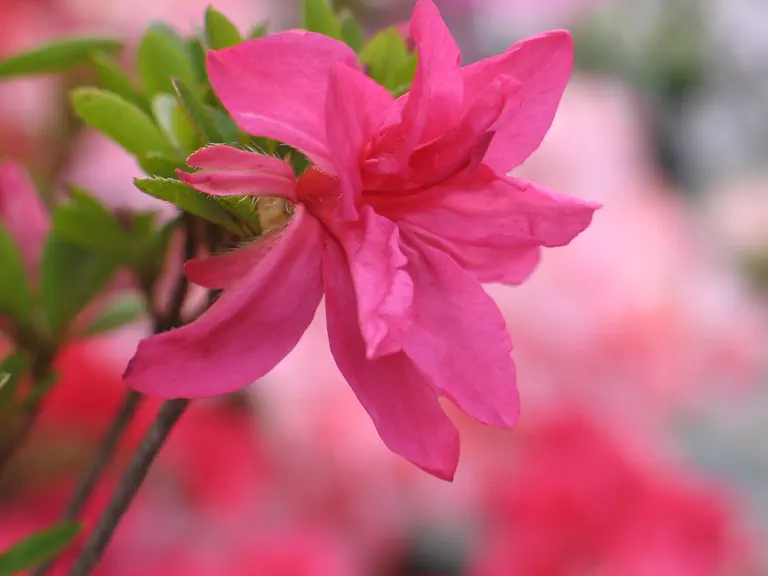 Photo of R. 'Perla del Verbano', Azalea Hybrid
