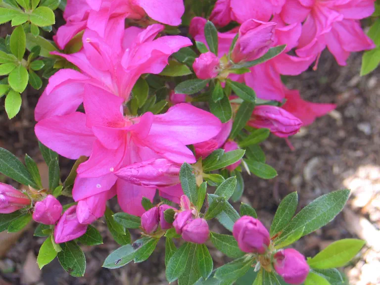 Photo of R. 'Roza', Azalea Hybrid