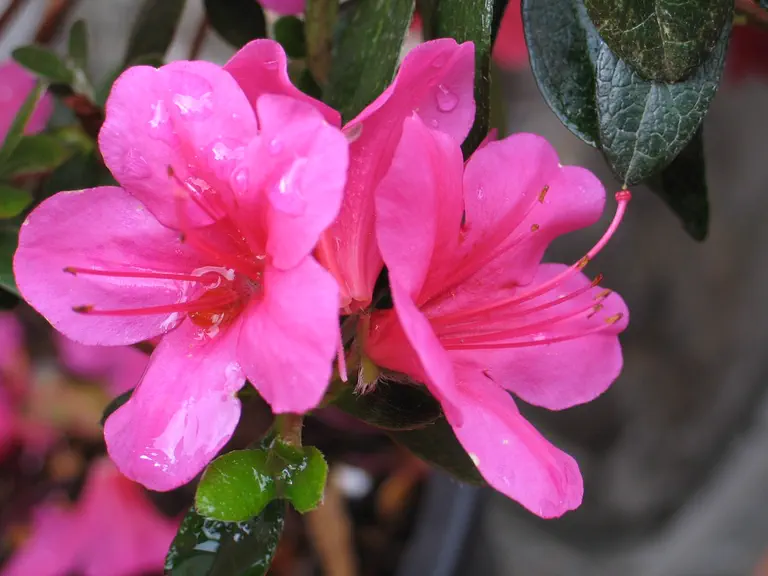 Photo of R. 'Rosabella', Evergreen Azalea Hybrid