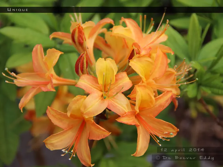 Photo of R. 'Unique', Deciduous Azalea Hybrid