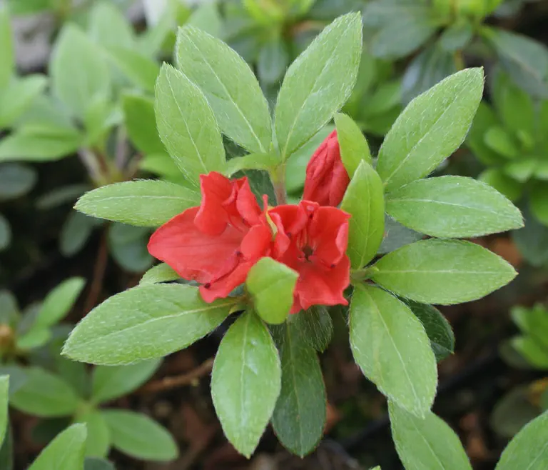 Photo of R. 'Kazuko', Evergreen Azalea Hybrid