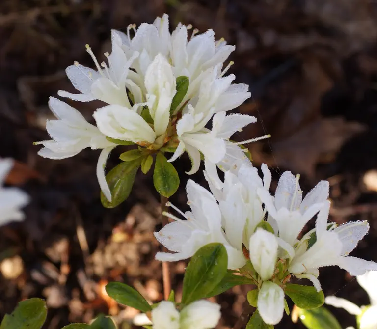 Photo of R. 'Kure-no-yuki', Evergreen Azalea Hybrid