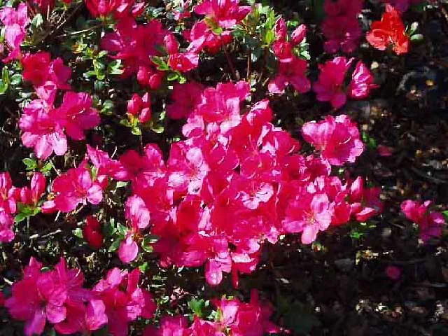 Photo of R. 'Labe', Evergreen Azalea Hybrid