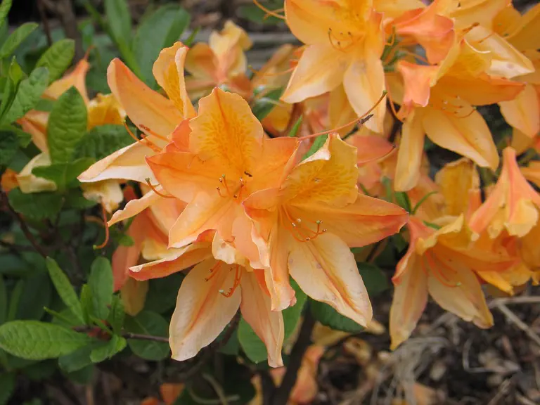 Photo of R. 'Lemonora', Deciduous Azalea Hybrid
