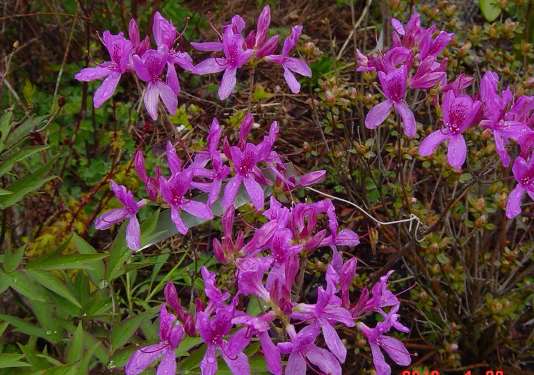 Photo of R. 'Lilac Lights', Azalea Hybrid