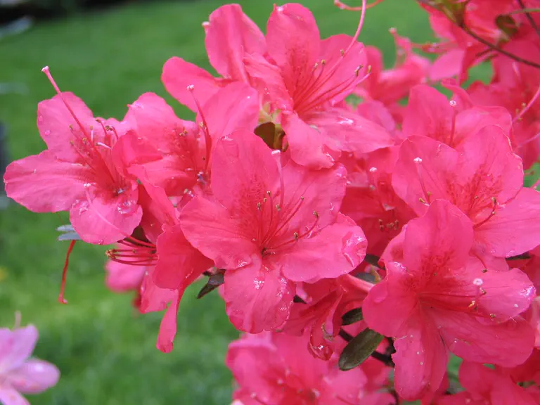 Photo of R. 'Madame Cyrille van Gele', Evergreen Azalea Hybrid