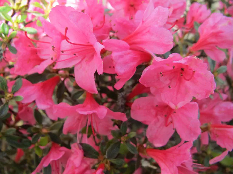 Photo of R. 'Madame Albert van Hecke', Evergreen Azalea Hybrid