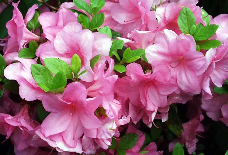 Photo of R. 'Maria Elena', Evergreen Azalea Hybrid