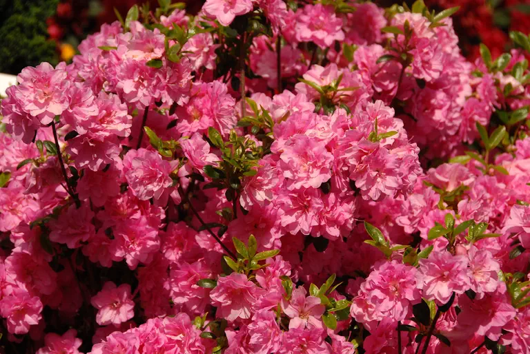 Photo of R. 'Marinja', Evergreen Azalea Hybrid