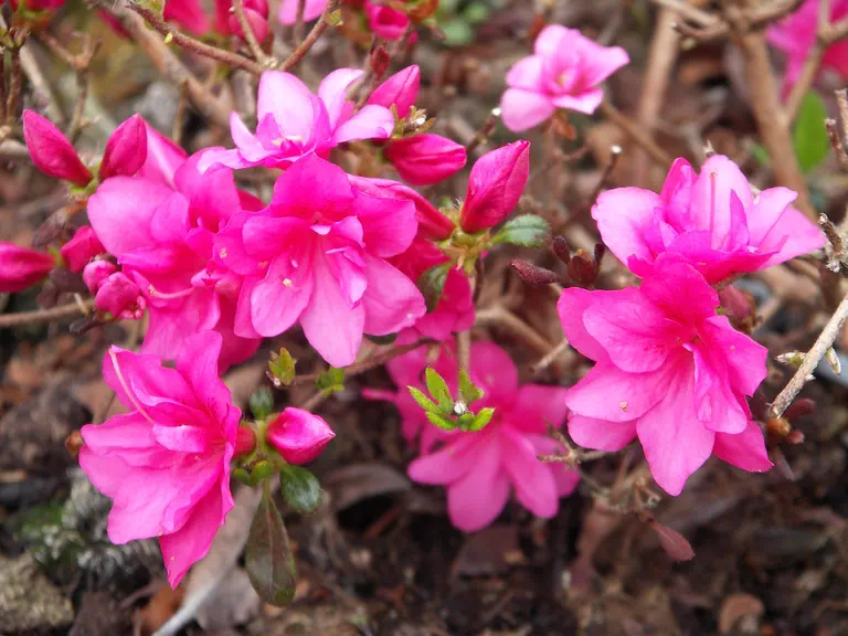 Photo of R. 'Melina', Evergreen Azalea Hybrid