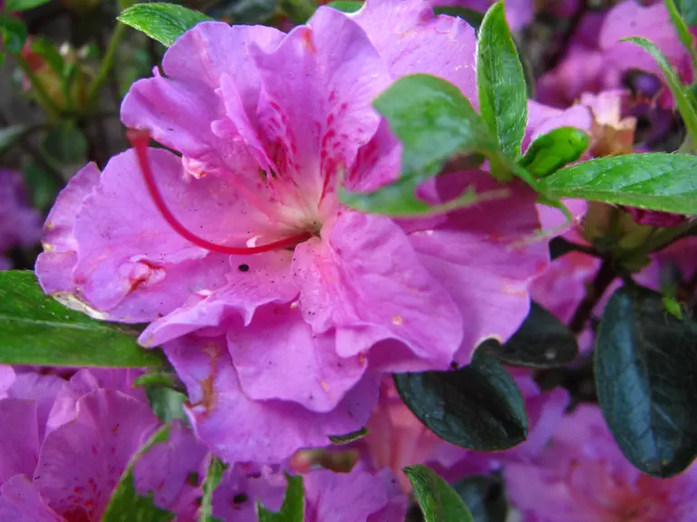 Photo of R. 'Hachmann's Thekla', Evergreen Azalea Hybrid