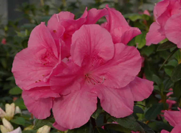 Photo of R. 'Mistral', Evergreen Azalea Hybrid