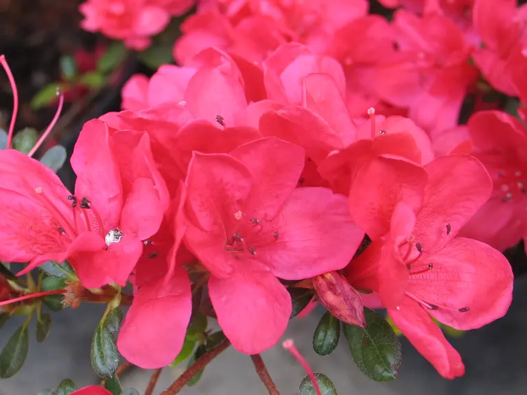 Photo of R. 'Mother's Day', Evergreen Azalea Hybrid
