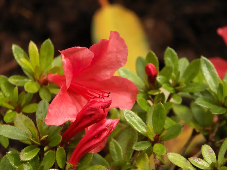 Photo of R. nakaharae 'Mount Seven Star', Evergreen Azalea Species Selection