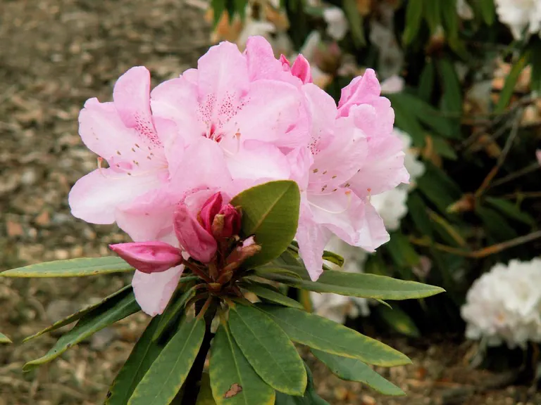 Photo of R. 'Halopeanum', Azalea Hybrid