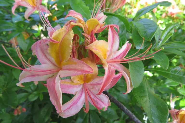 Photo of R. 'Ness', Deciduous Azalea Hybrid