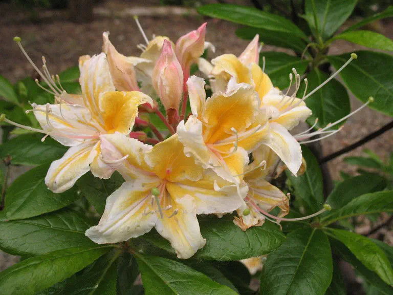 Photo of R. occidentale 'Crescent City Gold', Deciduous Azalea Species Selection
