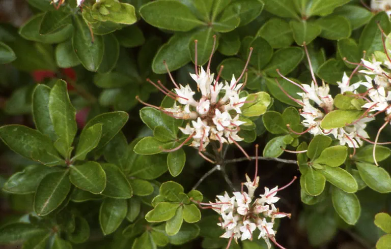 Photo of R. occidentale 'Miniskirts', Deciduous Azalea Species Selection