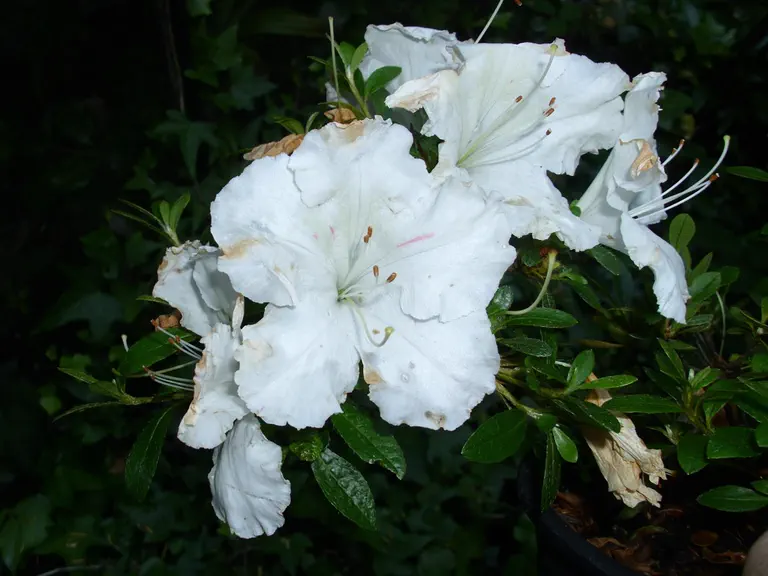 Photo of R. 'Gumpo White', Evergreen Azalea Hybrid