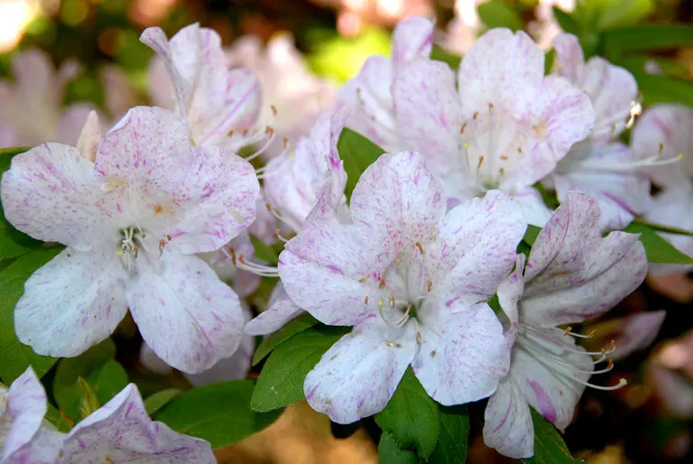 Photo of R. 'Acrobat', Evergreen Azalea Hybrid