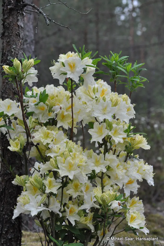 Photo of R. 'Ada Bruničres', Deciduous Azalea Hybrid